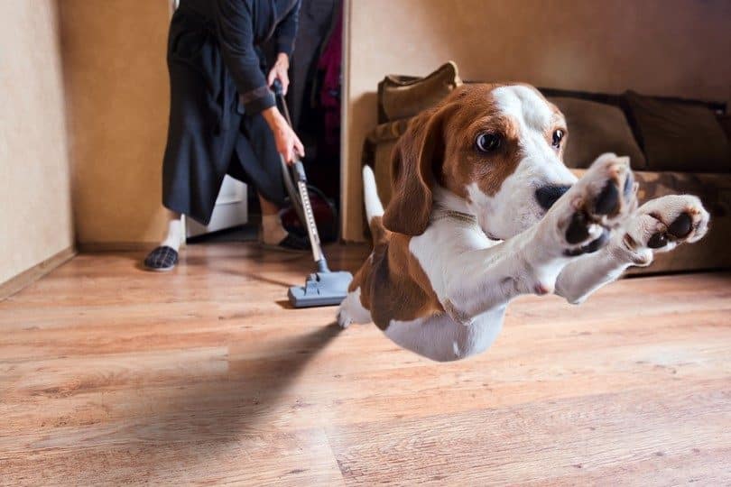 Pet hair solutions